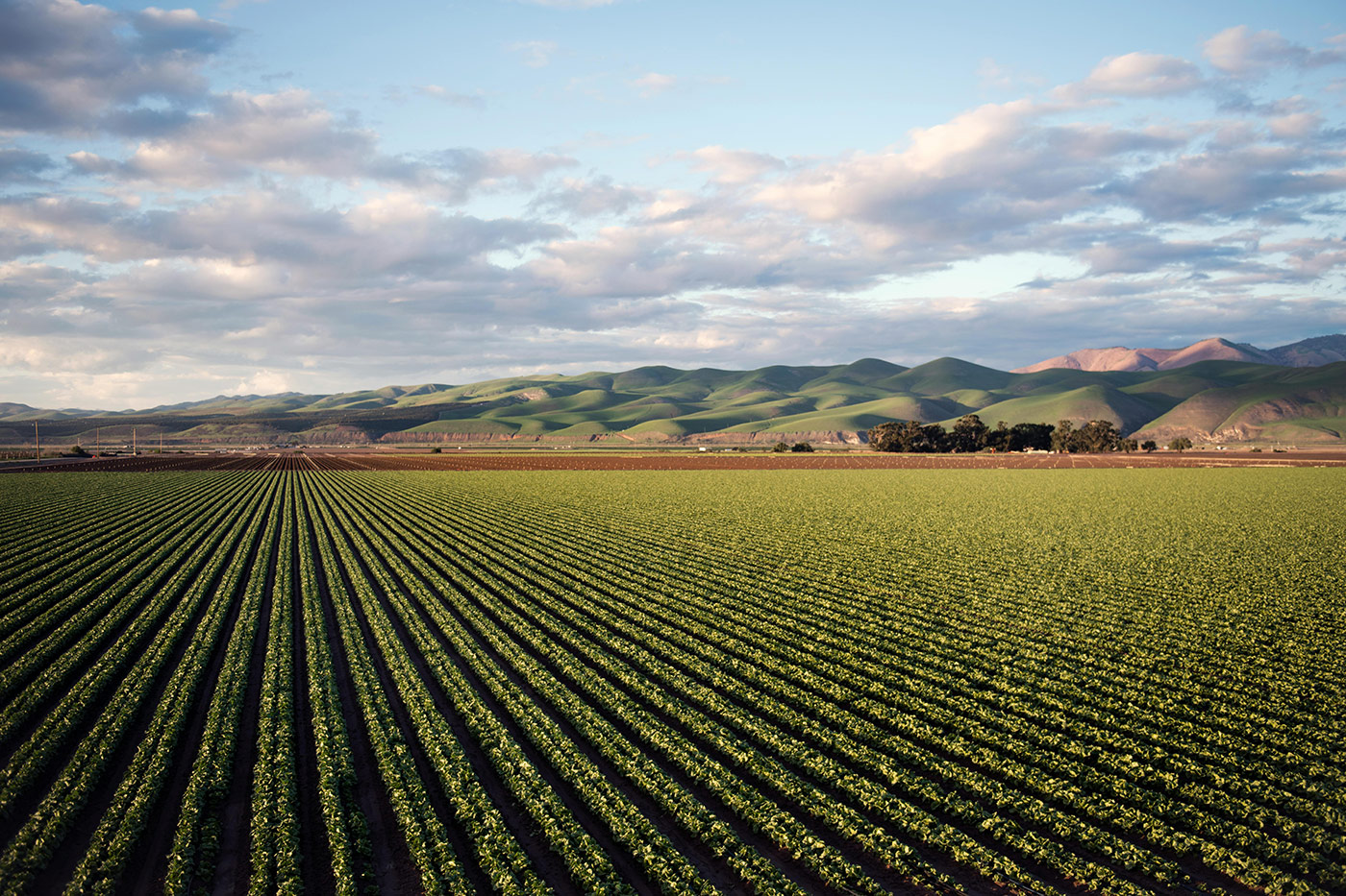 Expansive agricultural field with neat crop rows and rolling green hills in the background, representing the role of hydrogen storage in producing green ammonia to support sustainable agriculture and chemical manufacturing.